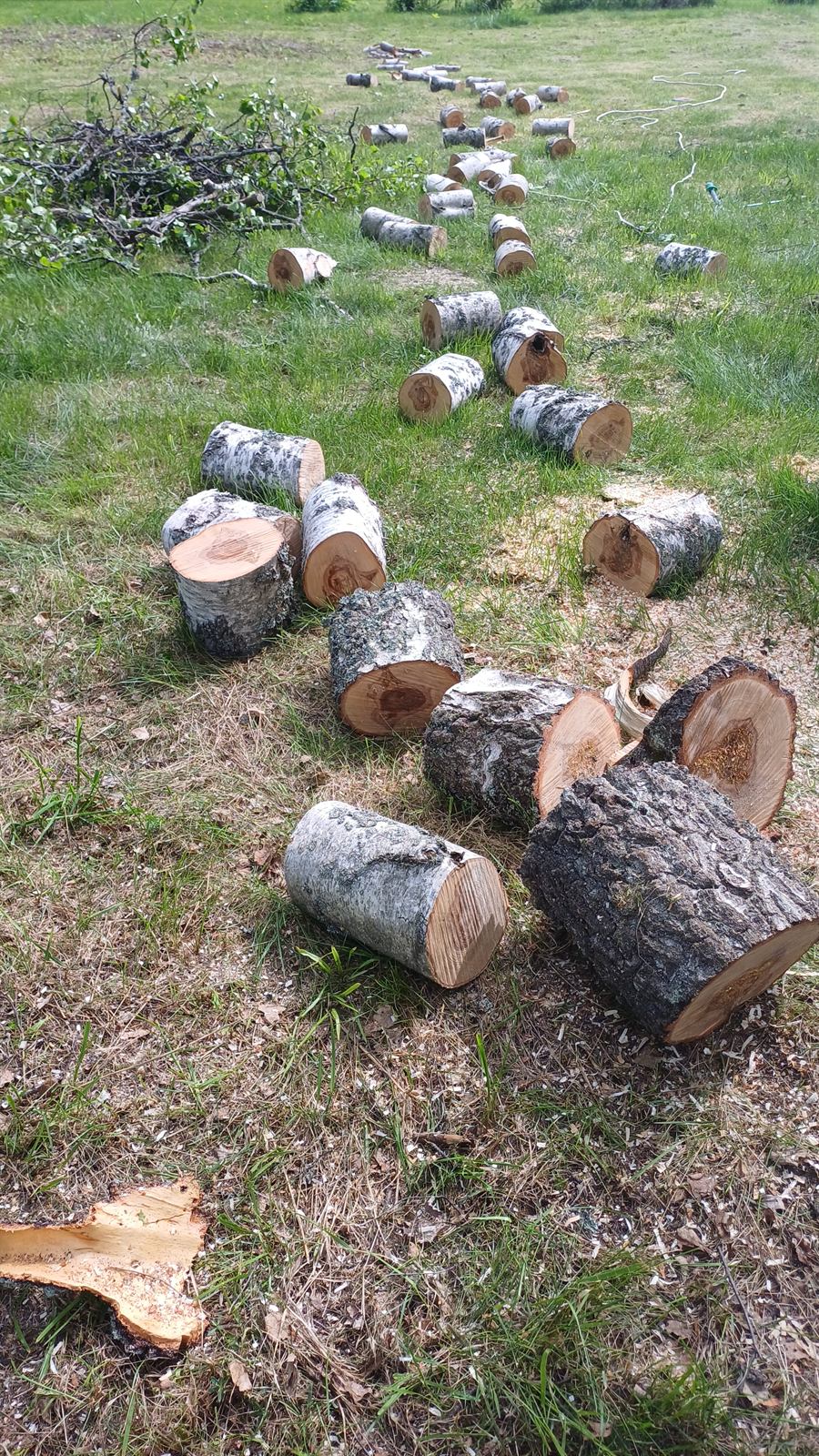 Kapad björk efter trädfällning