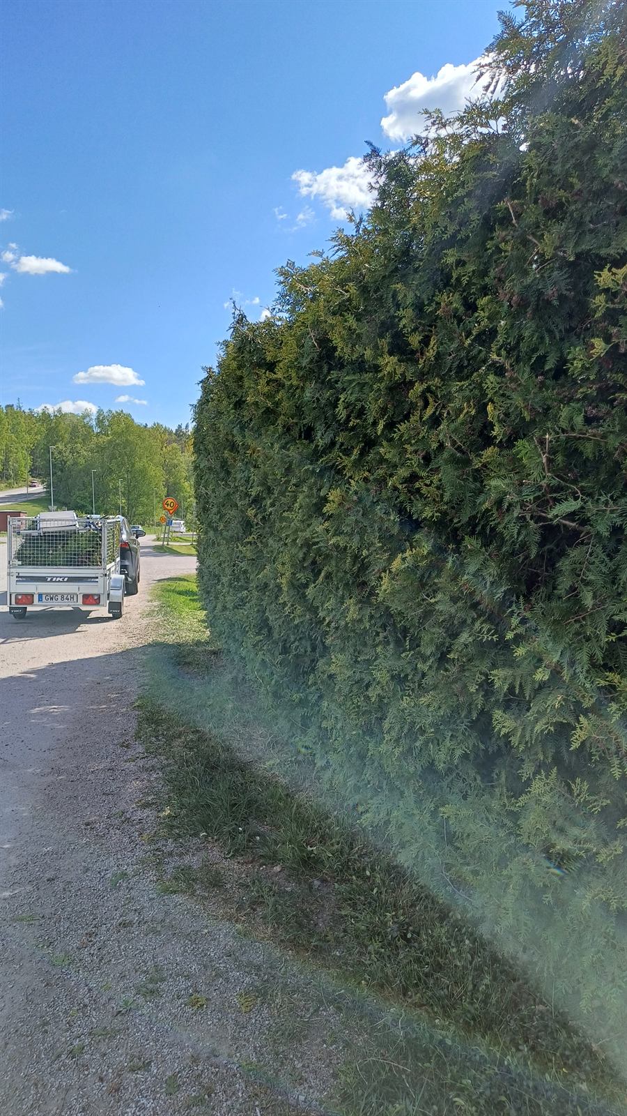 Lång thujahäck längs vägen – Trygga Mästare trädgårdsarbete Stockholm