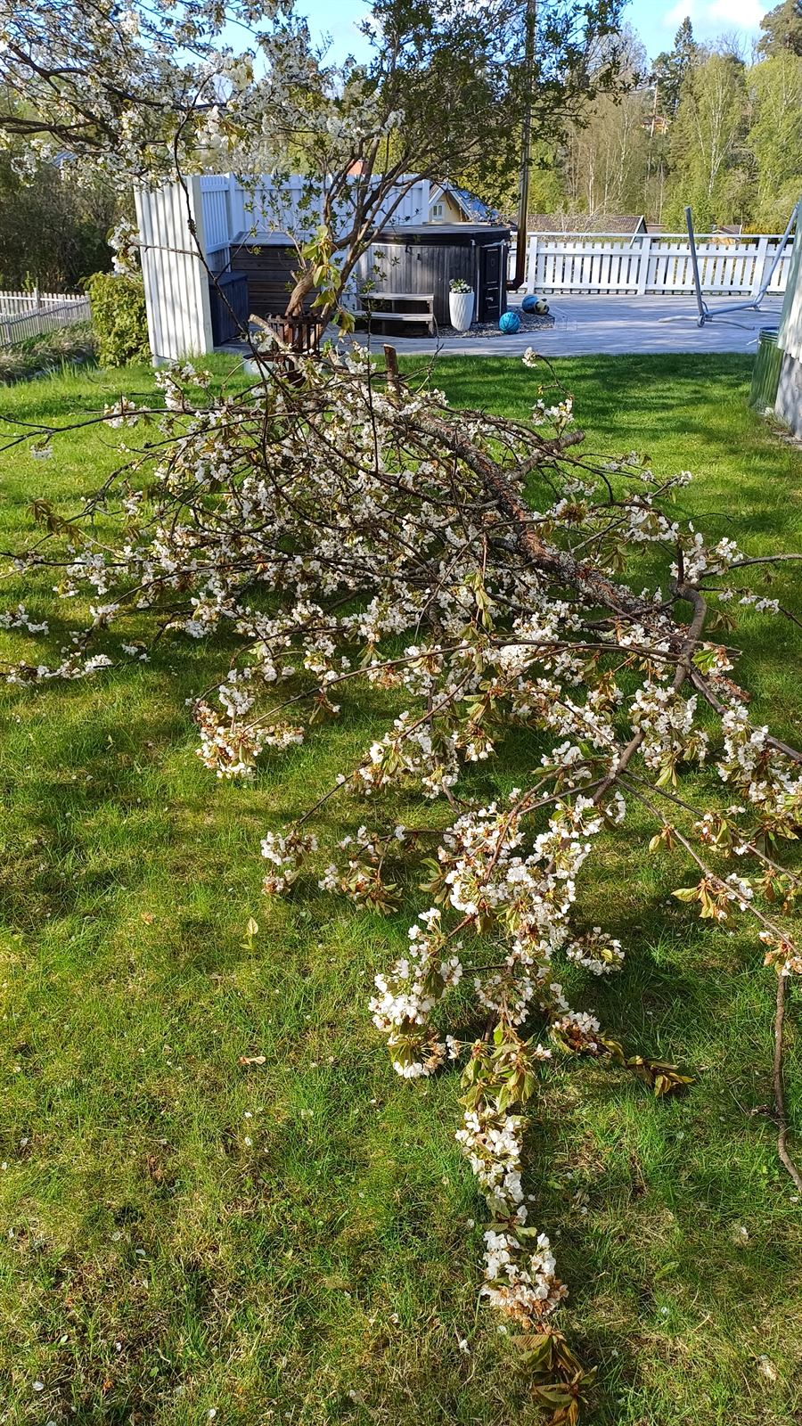 Nedtaget blommande körsbärsträd