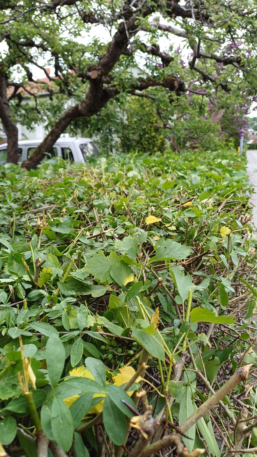 Nyklippt ovansida på lövhäck – Trygga Mästare trädgårdsarbete Stockholm