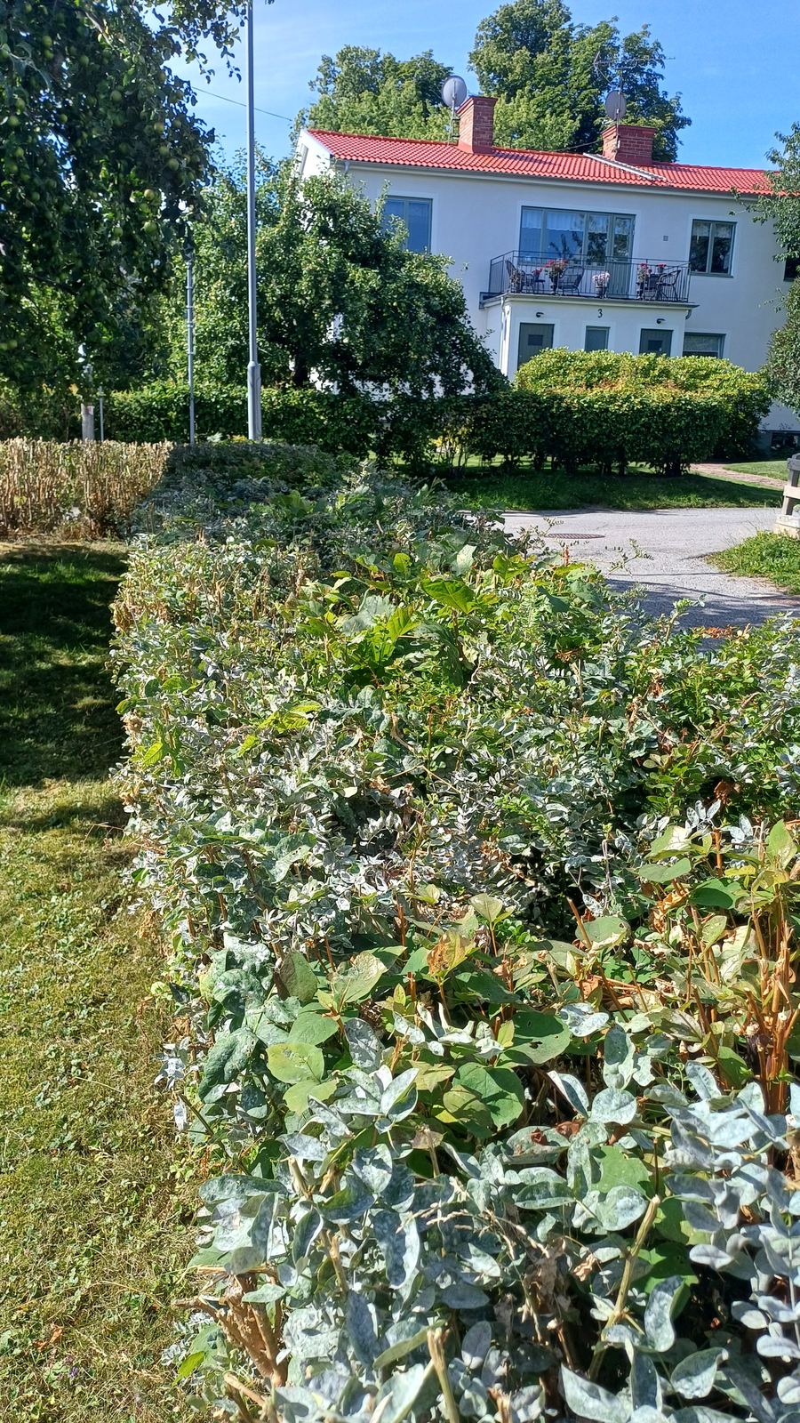 Ros uppbunden vid trädgårdsprydnad