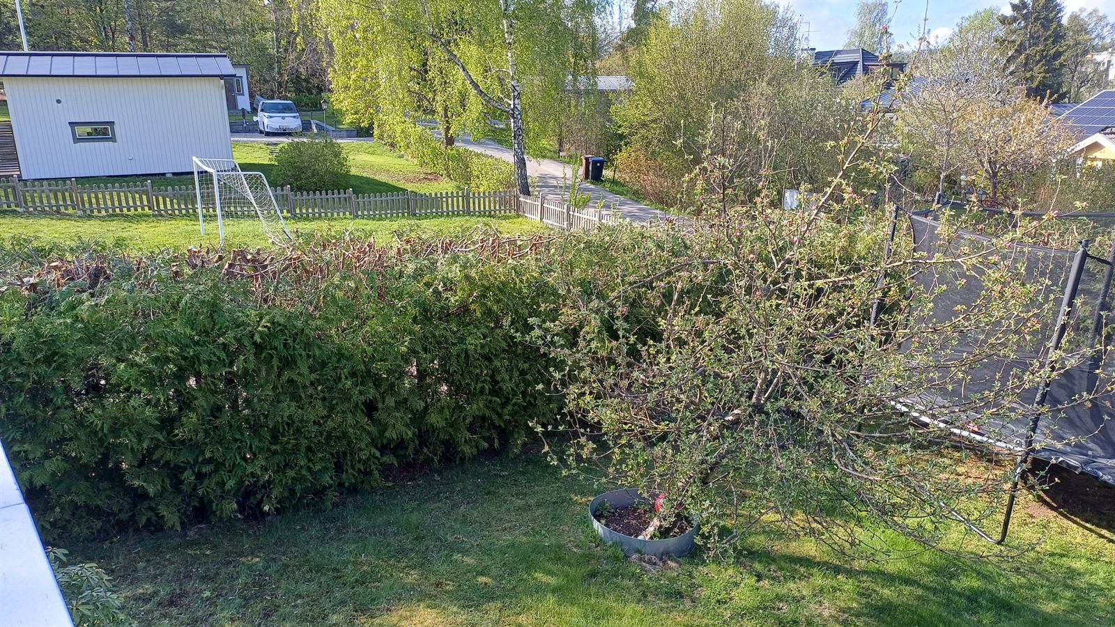 Sänkt häckhöjd efter toppklippning