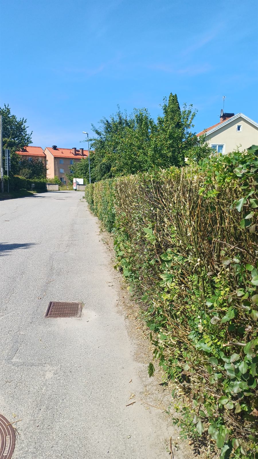 Sommarklippt häck längs gatan – Trygga Mästare trädgårdsarbete Stockholm