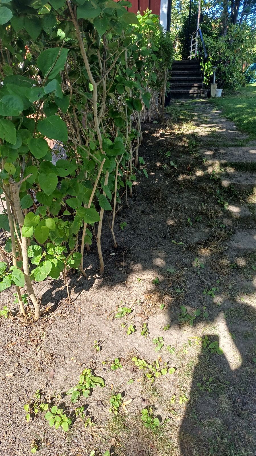 Trädgård med häck och stort lövträd